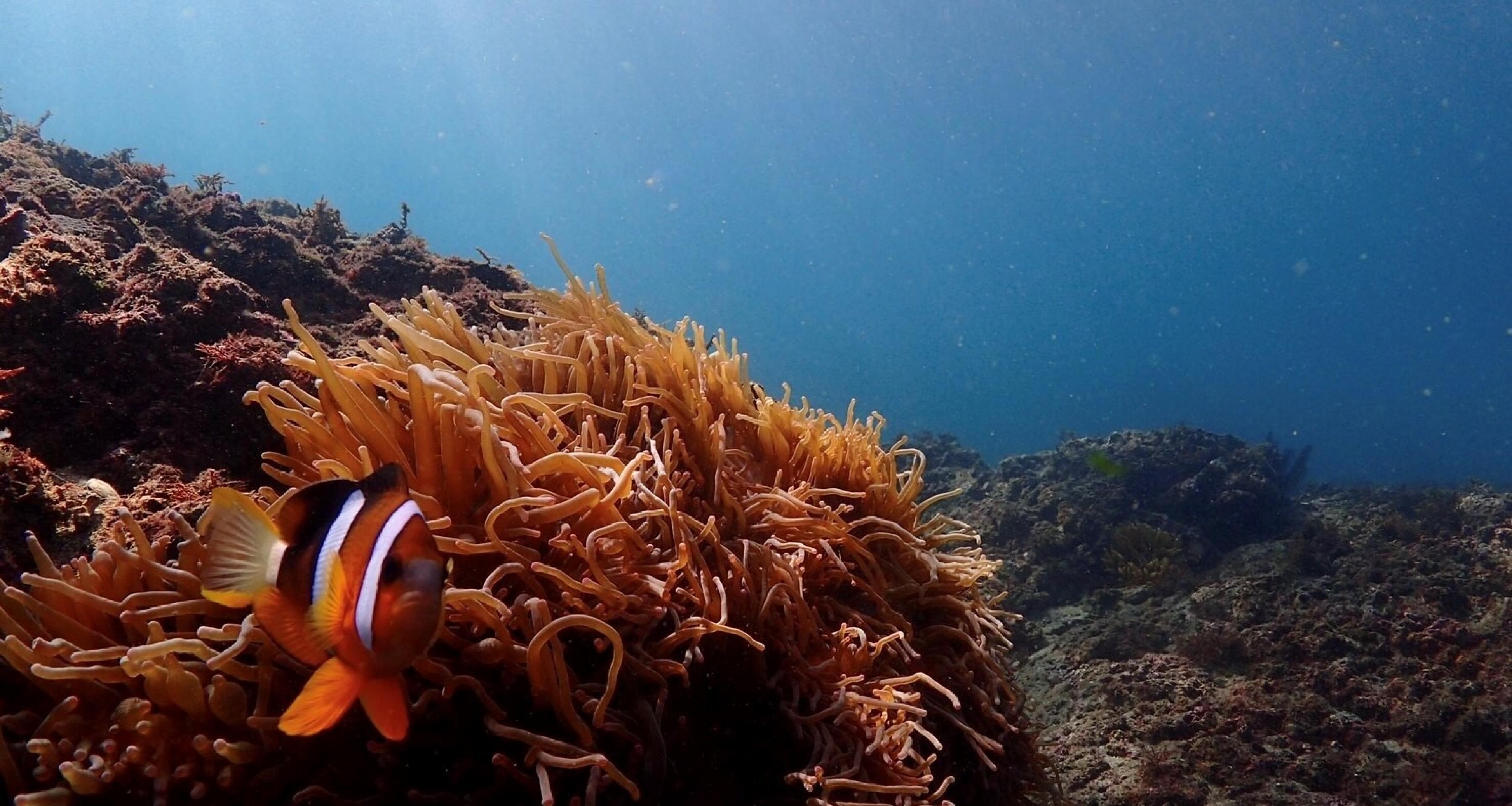城ヶ島　体験スノーケリング